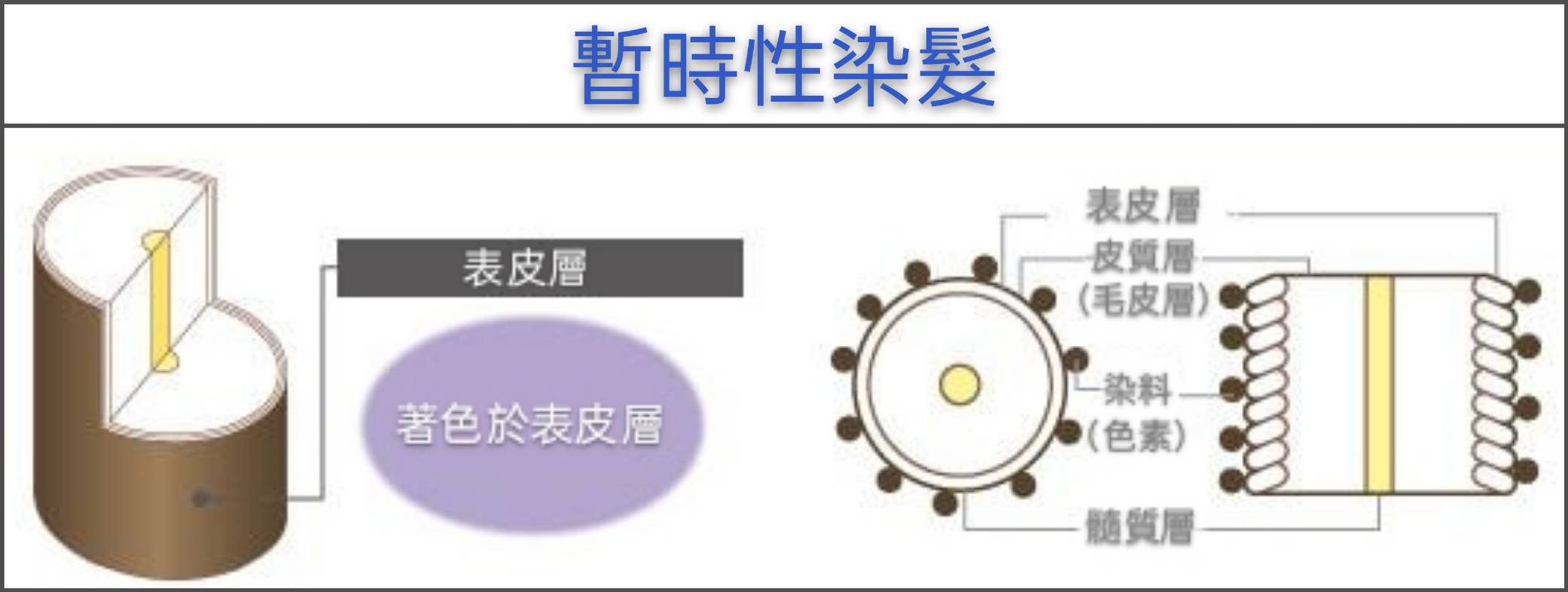 3【台中染髮】時常在染髮的你(妳),知道染劑的種類有哪些嗎?