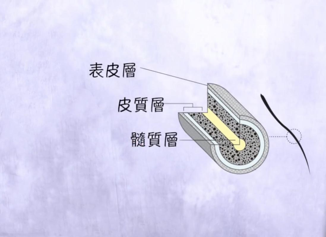 【台中染髮】為何灰色的髮色褪色特別快?!